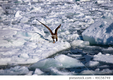 eagle eagle 49156749