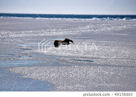 eagle eagle 49156803