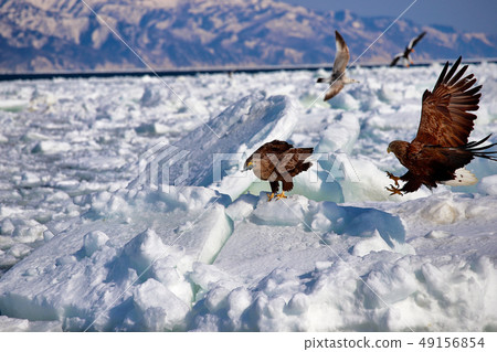 Eagle, Steller's sea eagle, Hokkaido, Sea of Okhotsk, pleasure boat, cruise ship, drift ice 49156854
