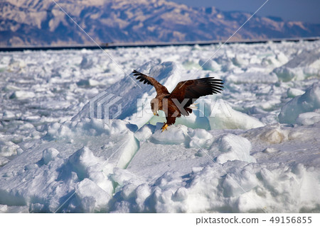 Eagle, Steller's sea eagle, Hokkaido, Sea of Okhotsk, pleasure boat, cruise ship, drift ice Eagle, Steller's sea eagle, Hokkaido, Sea of Okhotsk, pleasure boat, cruise ship, drift ice 49156855
