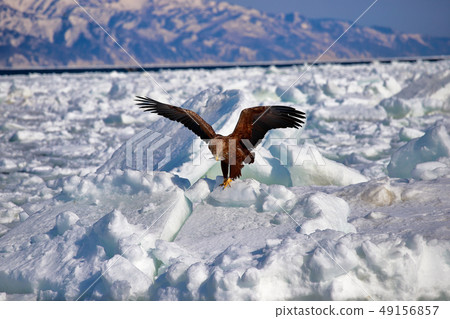 Eagle, Steller's sea eagle, Hokkaido, Sea of Okhotsk, pleasure boat, cruise ship, drift ice Eagle, Steller's sea eagle, Hokkaido, Sea of Okhotsk, pleasure boat, cruise ship, drift ice 49156857