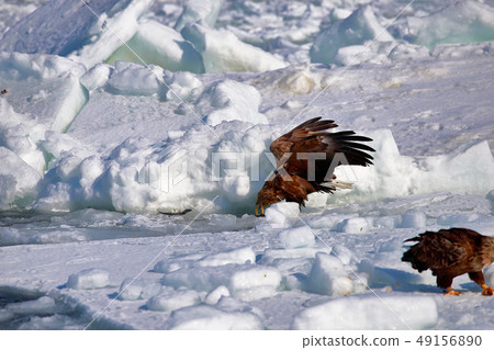 Eagle, Steller's sea eagle, Hokkaido, Sea of Okhotsk, pleasure boat, cruise ship, drift ice 49156890