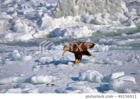 Eagle, Steller's sea eagle, Hokkaido, Sea of Okhotsk, pleasure boat, cruise ship, drift ice Eagle, Steller's sea eagle, Hokkaido, Sea of Okhotsk, pleasure boat, cruise ship, drift ice 49156911