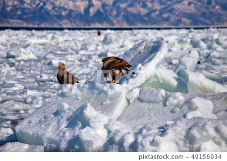 Eagle, Steller's sea eagle, Hokkaido, Sea of Okhotsk, pleasure boat, cruise ship, drift ice 49156934