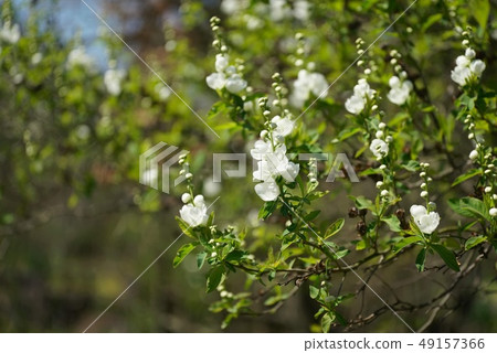 Flowers Flowers 49157366