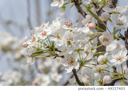 Pear blossom tree flowers close-up in Chengdu 49157403