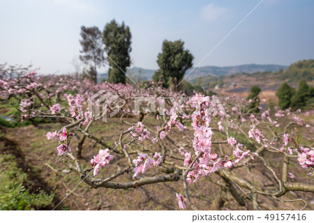 Peach blossom trees field in Chengdu 49157416