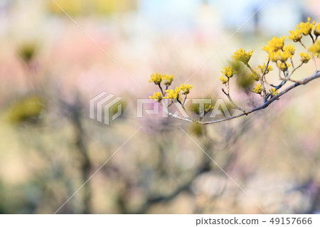 Flower of Sanshui 49157666