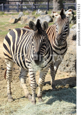 Chapman zebra 49157913