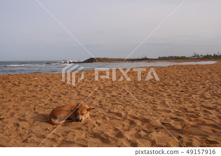 印度洋沙灘斯里蘭卡 印度洋沙灘斯里蘭卡 49157916