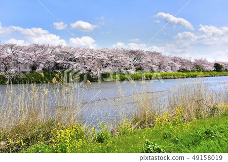 從埼玉Motora荒川的一排櫻花樹和油菜花 從埼玉Motora荒川的一排櫻花樹和油菜花 49158019