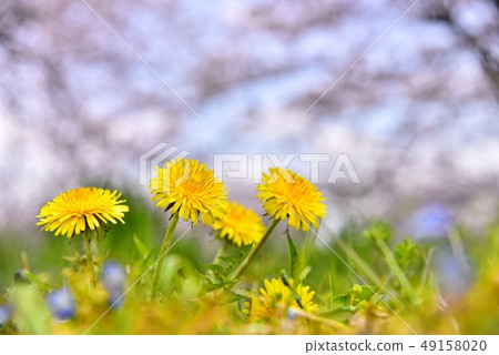 埼玉元原荒川葵Aoi蒲公英花和櫻花樹 49158020