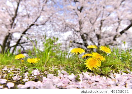 埼玉元原荒川葵Aoi蒲公英花和櫻花樹 49158021