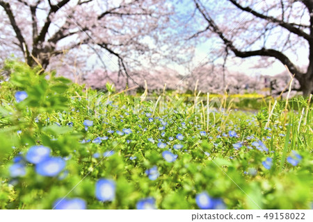 埼玉Inu Arakawa Atsushi Oo no Tohuri和櫻花樹 49158022