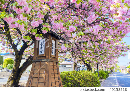 Yaoi Sakura of Shirai Yado Yaoi Sakura of Shirai Yado 49158218