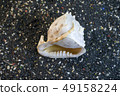Sea shell on black gravel background. 49158224