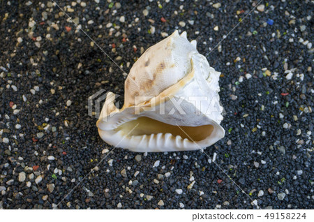 Sea shell on black gravel background. 49158224
