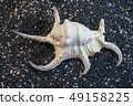 Sea shell on black gravel background. 49158225