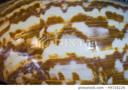 Sea shell background. Closeup. 49158226