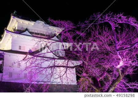 小田原城堡櫻花 小田原城堡櫻花 49158298