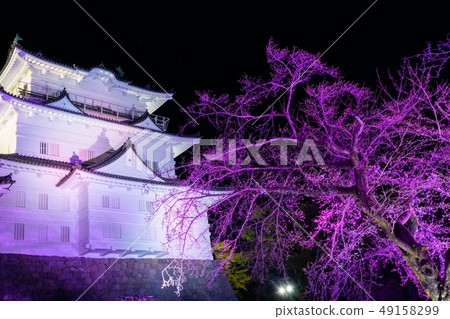 小田原城堡櫻花 小田原城堡櫻花 49158299