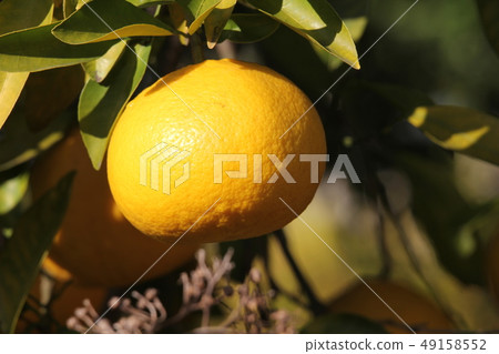 Natsumikan Natsumikan 49158552