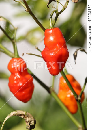 Kidney Pepper Garlic Boot Joroquia Kidney Pepper Garlic Boot Joroquia 49158585