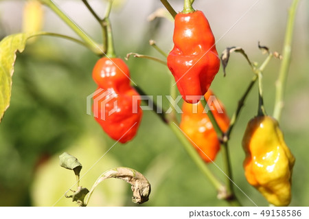 腎辣椒大蒜靴Joroquia 腎辣椒大蒜靴Joroquia 49158586