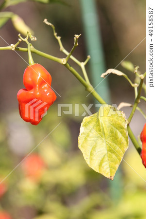 Kidney Pepper Garlic Boot Joroquia Kidney Pepper Garlic Boot Joroquia 49158587