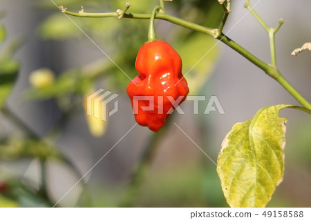 腎辣椒大蒜靴Joroquia 腎辣椒大蒜靴Joroquia 49158588