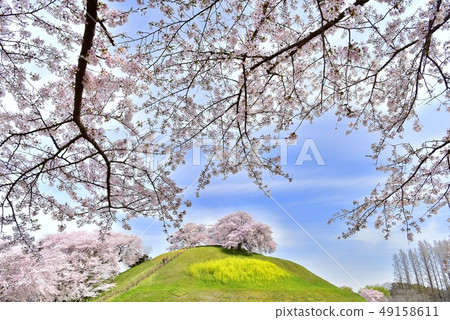 強姦開花到Sakitama Kofun公園的老墳和櫻花 49158611