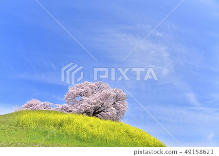 強姦開花到Sakitama Kofun公園的老墳和櫻花 49158621