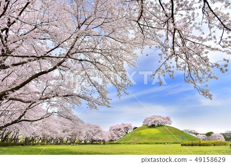 Rape blossoms to the old burial mound and cherry blossoms of Sakitama Kofun park Rape blossoms to the old burial mound and cherry blossoms of Sakitama Kofun park 49158629