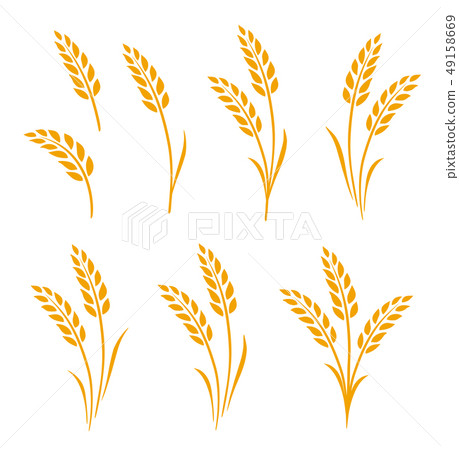 hand drawn set of golden wheat ears 49158669