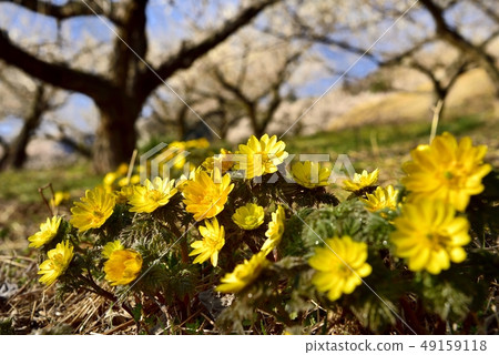 Meirin and Fukujusaku in Yoriaicho Nakahira 49159118