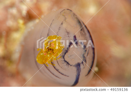 射手座花椰菜 射手座花椰菜 49159136