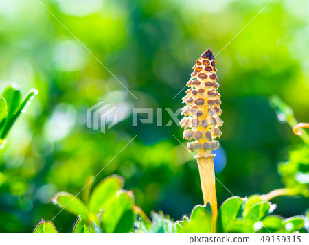 馬尾 馬尾 49159315