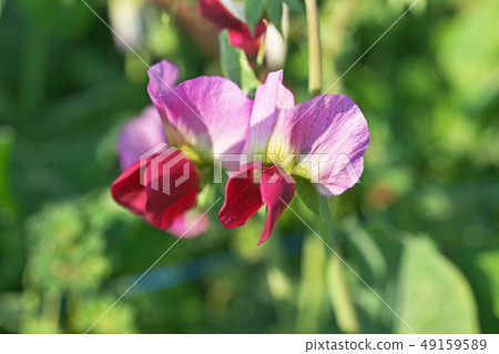 Red purple pea flower 49159589