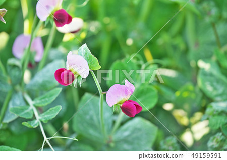 紅色紫色豌豆花 49159591
