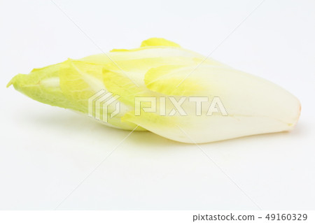 Chicory Chicory 49160329