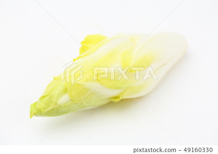 Chicory Chicory 49160330