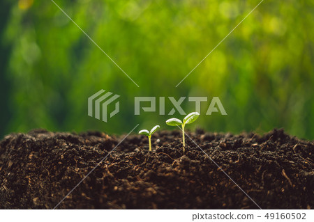 Growth Trees concept seedlings nature background B Growth Trees concept seedlings nature background B 49160502