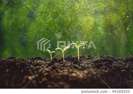 Growth Trees concept seedlings nature background B 49160503