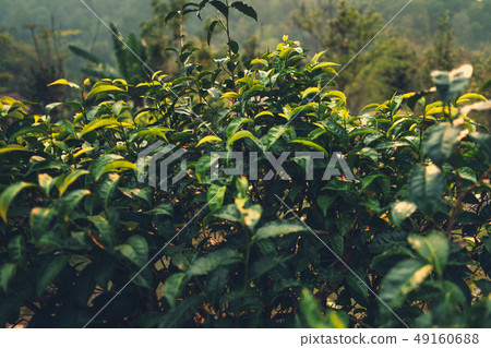 Tea leaves Tea leaves in nature Deep green  49160688