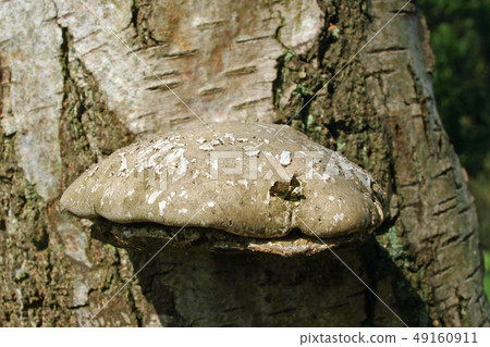 Birch polypore bracket fungus on birch tree Birch polypore bracket fungus on birch tree 49160911