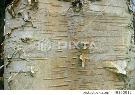 Birch tree trunk 49160912