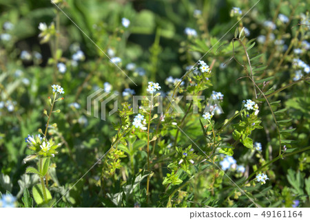 春田 春田 49161164