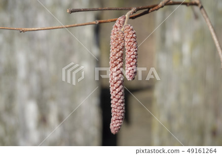 Dry catkins of birch tree in close-up Dry catkins of birch tree in close-up 49161264
