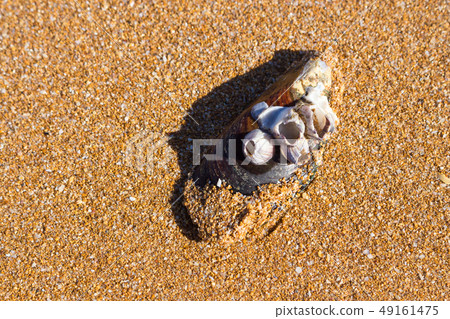 Seashell with corals on the sand 49161475