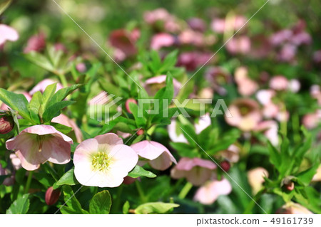 Christmas rose Christmas rose 49161739